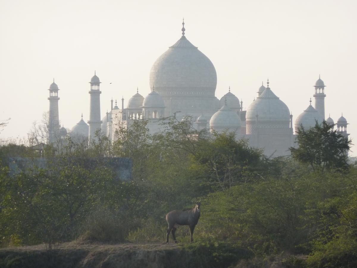 The Coral Tree Boutique Homestay Agra  Eksteriør billede